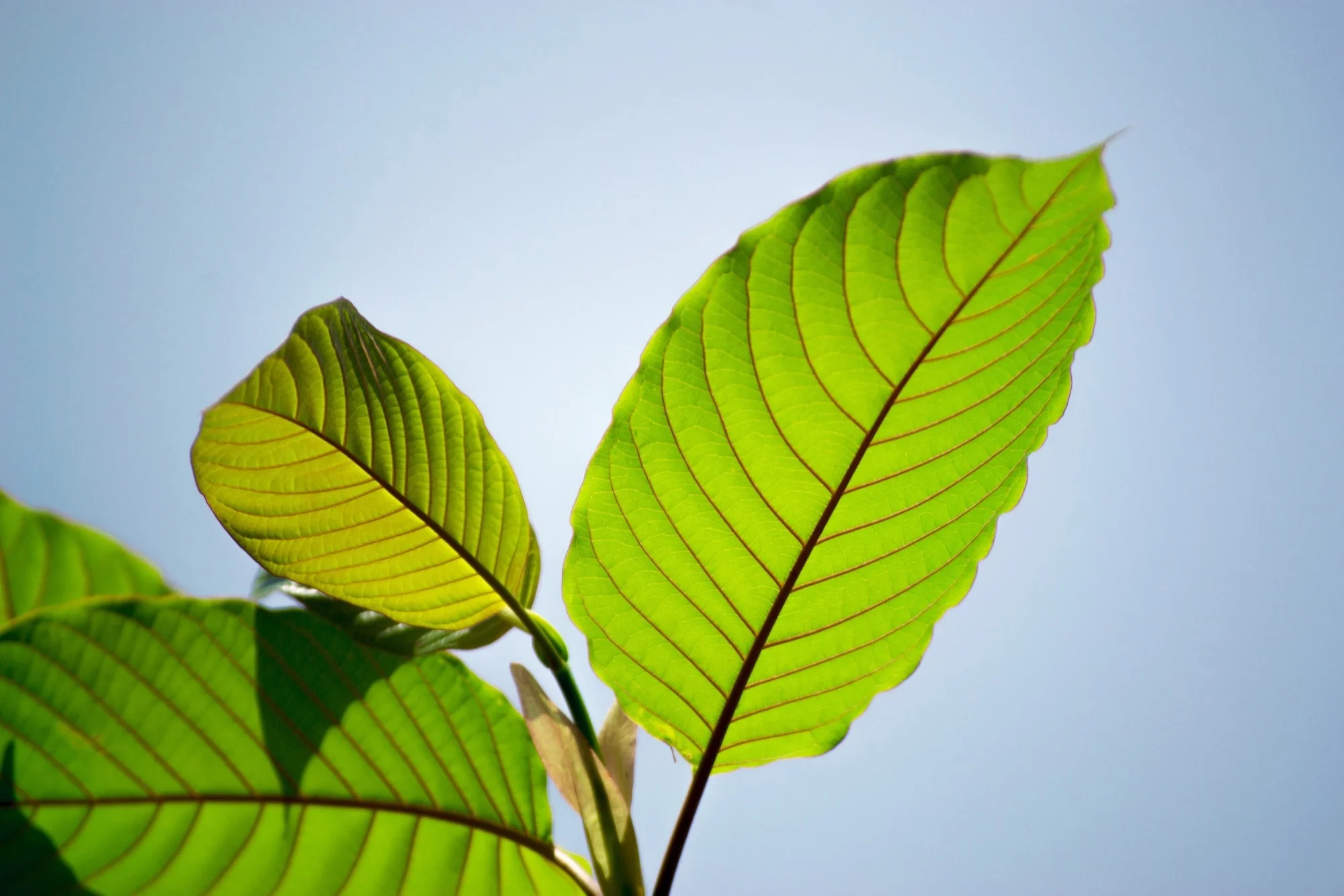 Popup CNX Offers Kratom Tea Delivery Chiang Mai Residents Love
