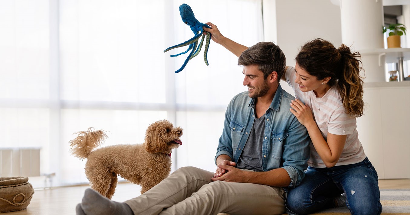 Get Pet Certificates Stress-Free Using Vet Home Certs