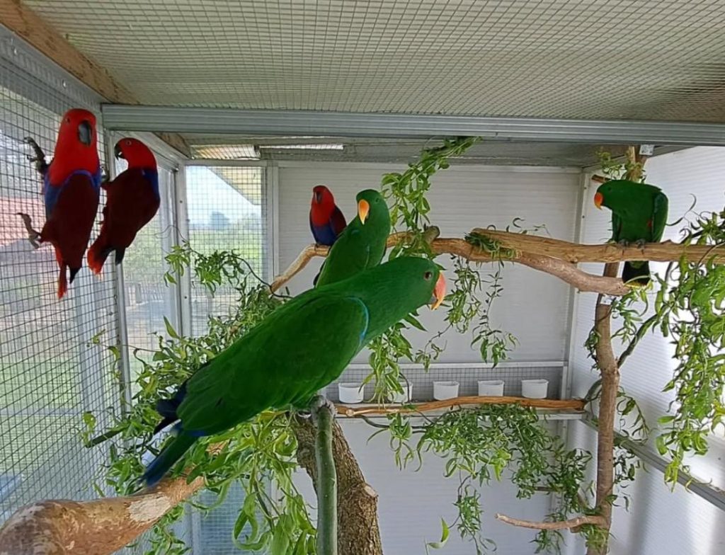 Cockatoo Parrots – Affordable & Reliable Amazing Birds Farm