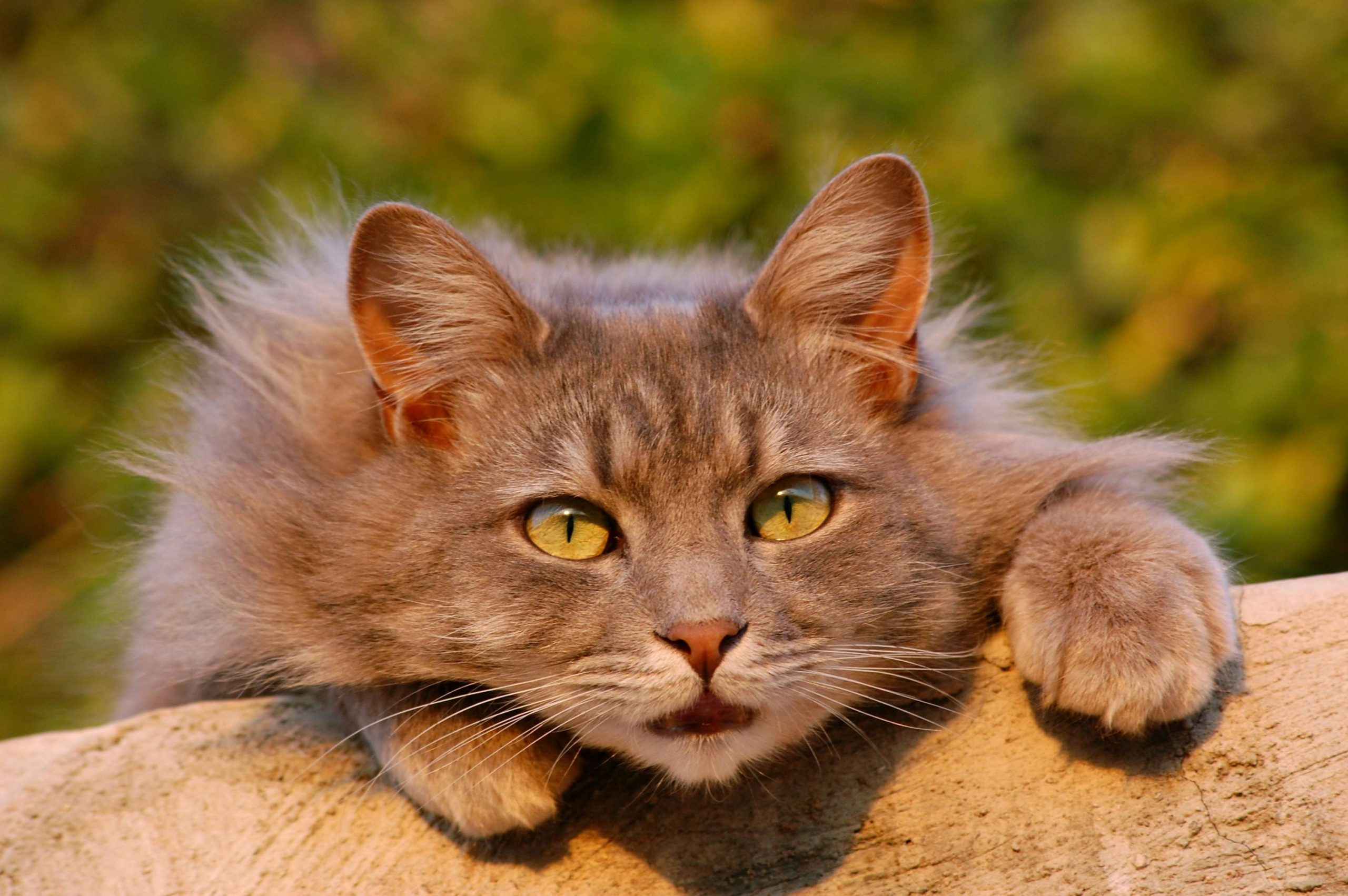 Friendly Maine Coon Kittens for Sale for Loving Pet Homes